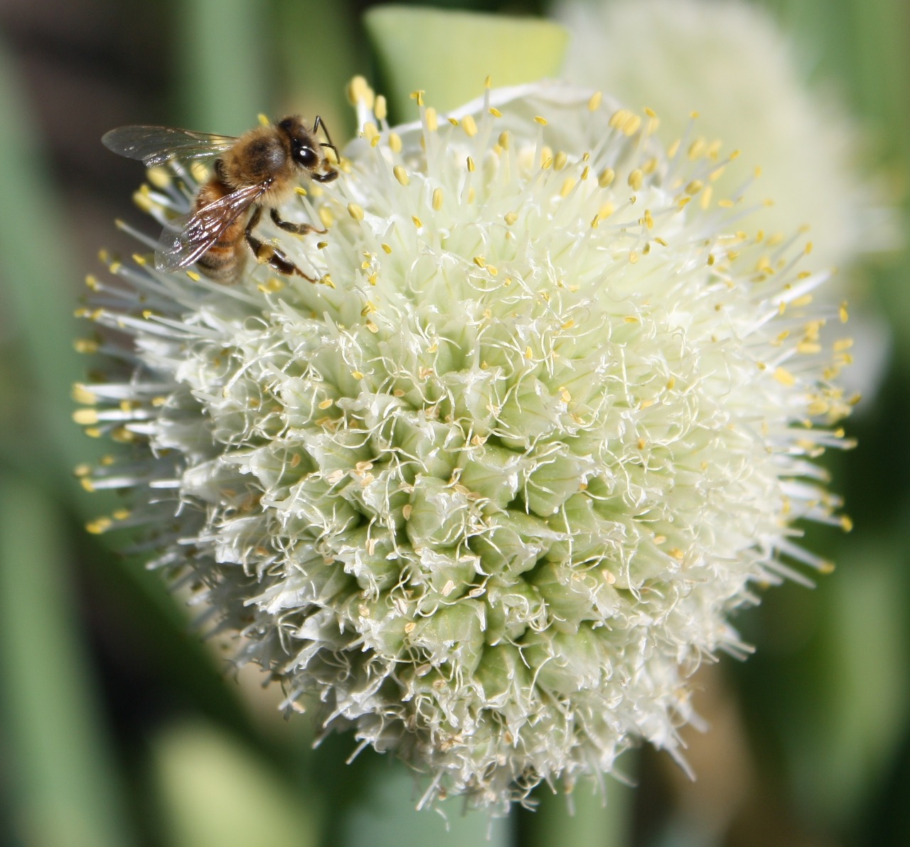 bee onion flower free photo