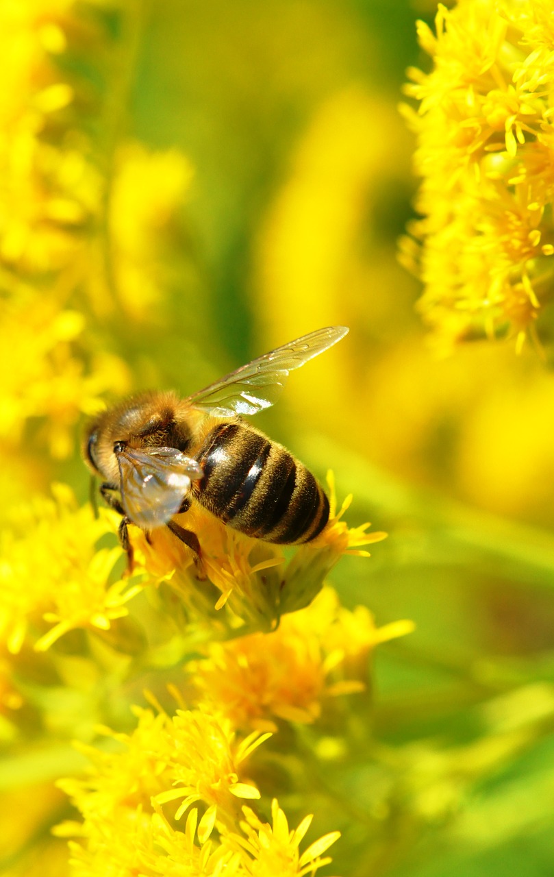 bee macro summer free photo