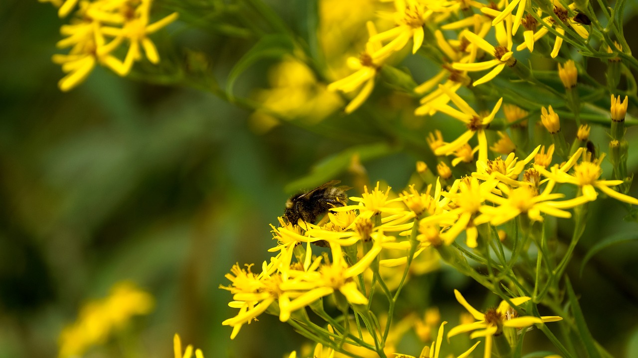 bee pollen insect free photo