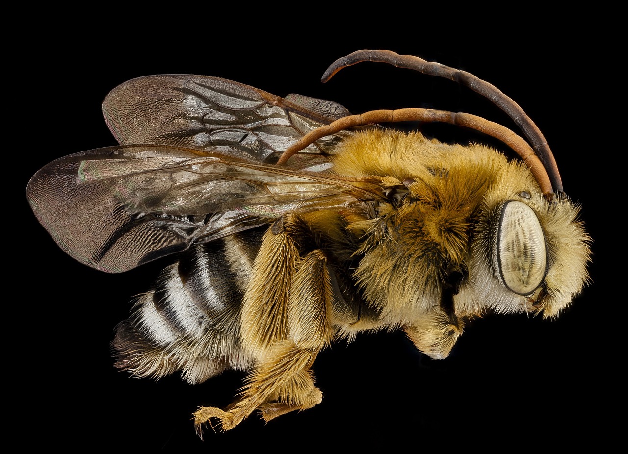 bee summer long horned macro free photo