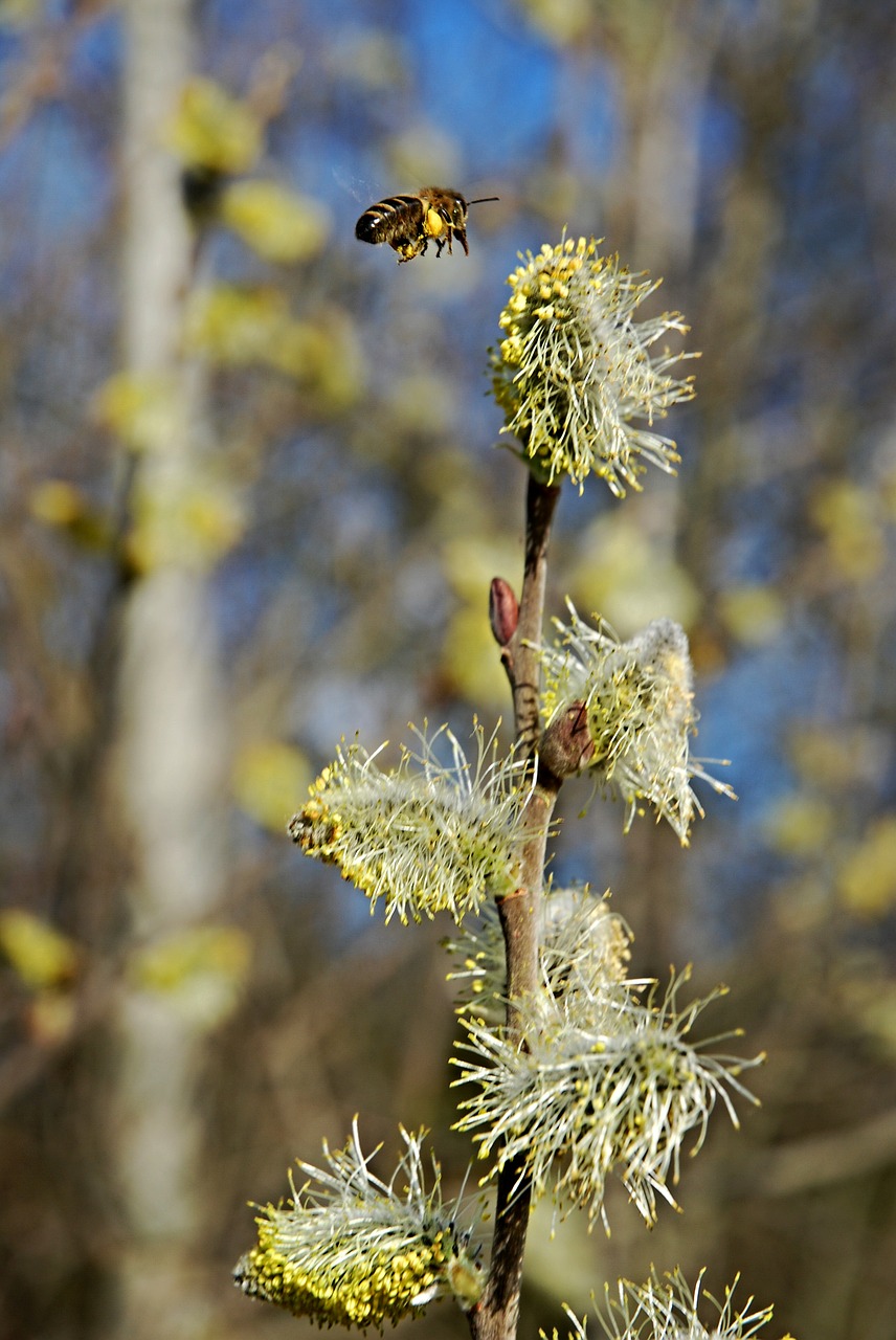 bee insect spring free photo