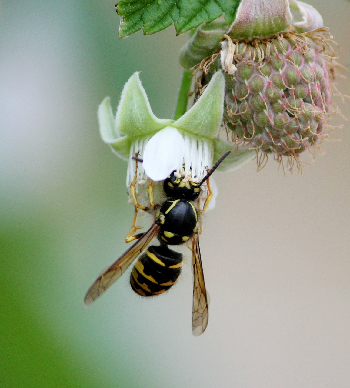 bee bumblebee wasp free photo