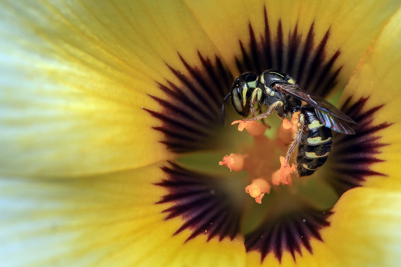 wasp yellow insect free photo