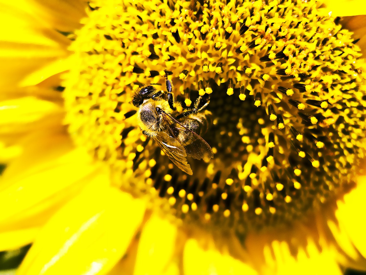 bee sunflower work free photo