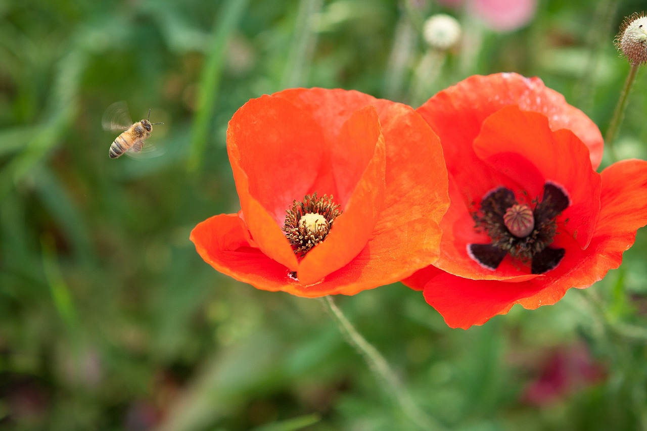 bee poppy red color free photo