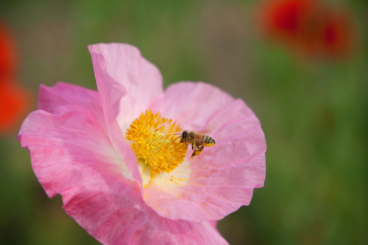 bee poppy pink free photo