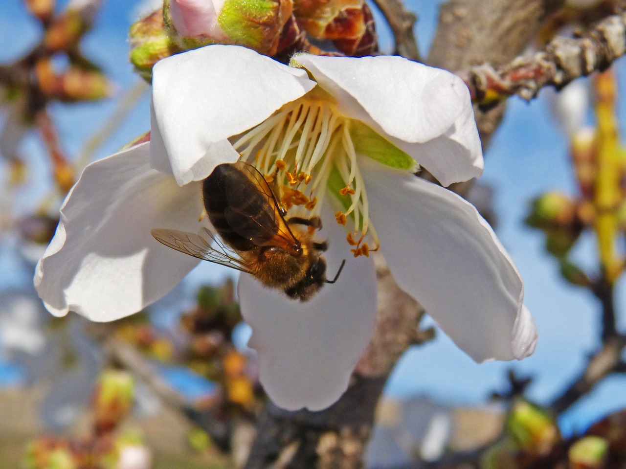 bee almond flower libar free photo