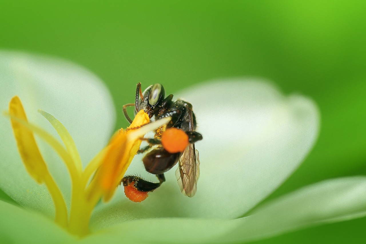 bee insect macro free photo