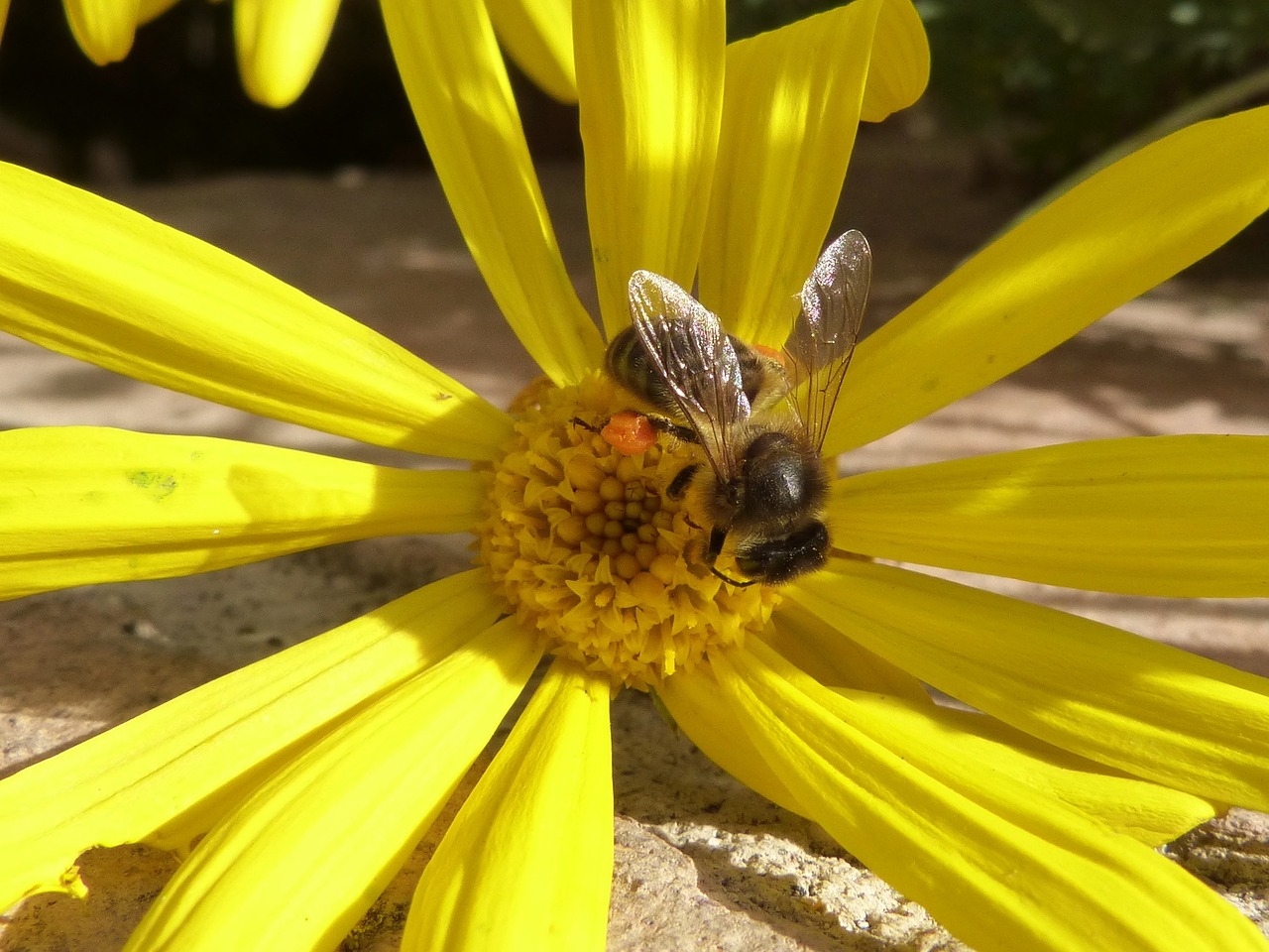 bee pollen libar free photo