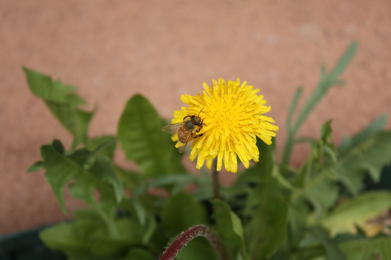 bee flower dandelion free photo