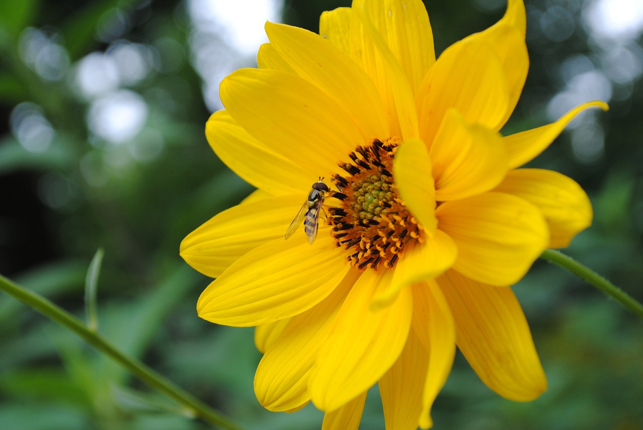 bee nectar flower free photo