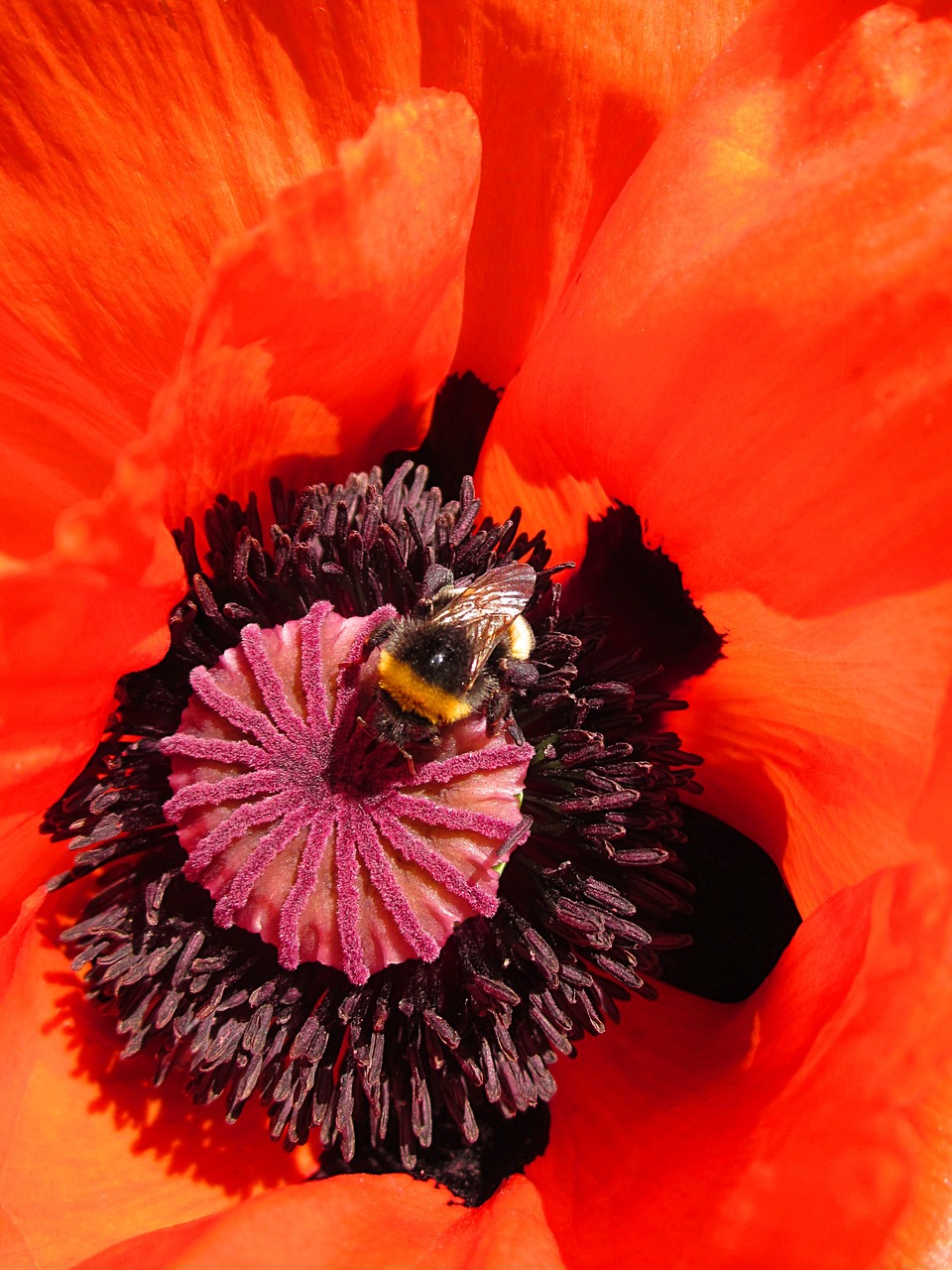 bee poppy flower free photo