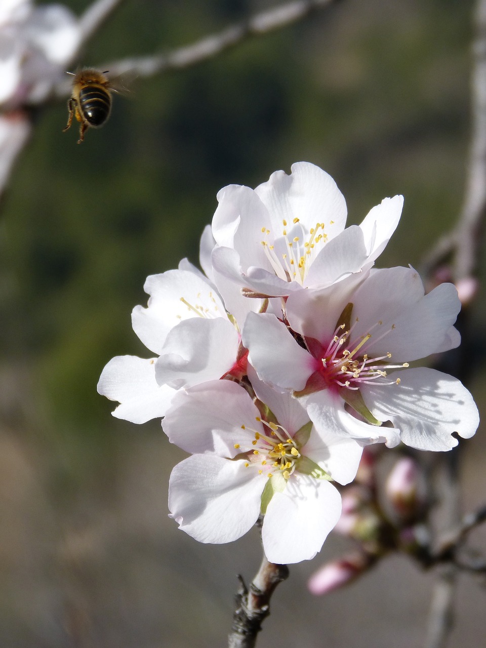 bee flying almond flower free photo