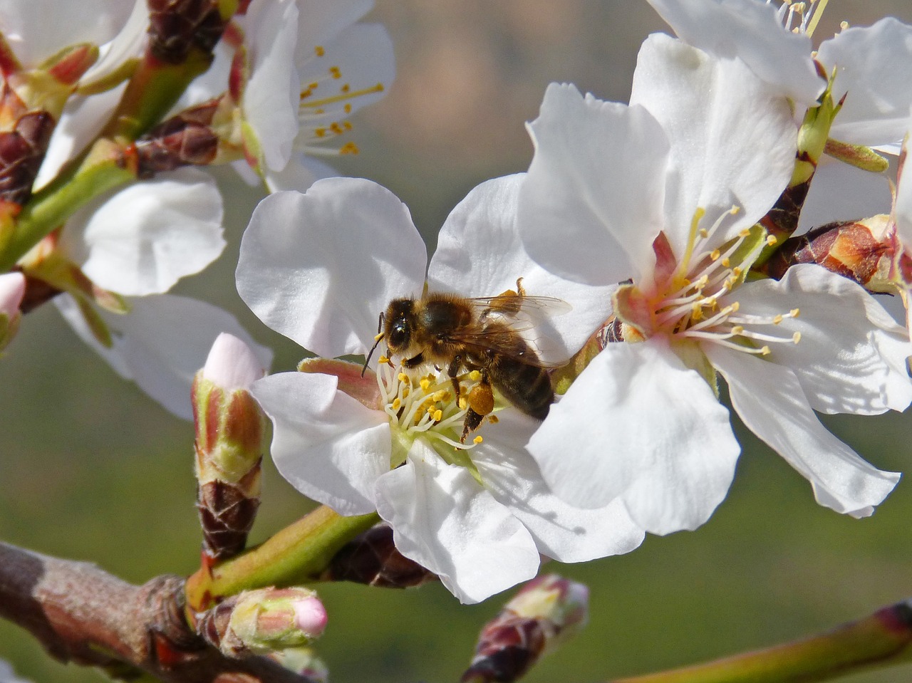 bee libar pollen free photo