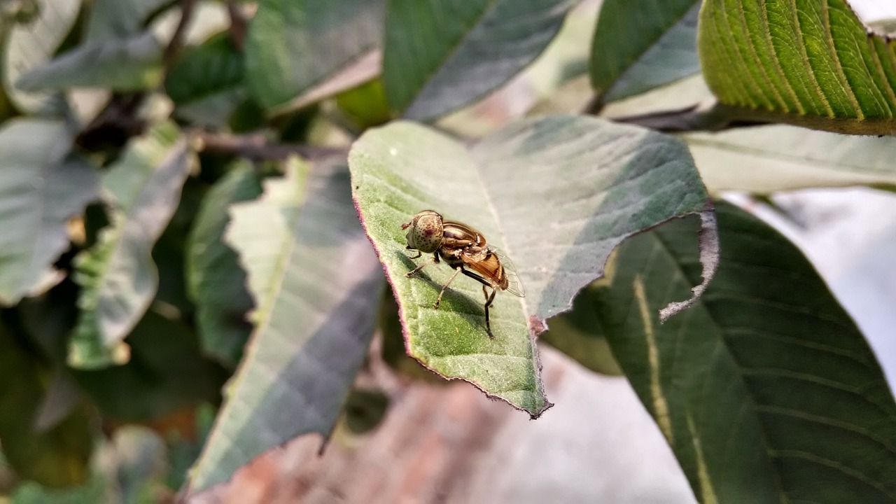 bee honey nature free photo