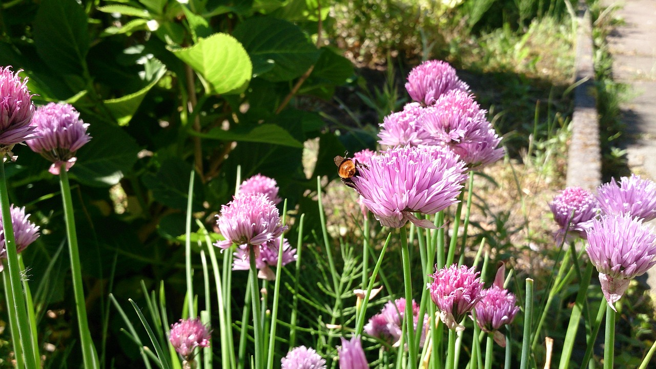 bee chive summer free photo