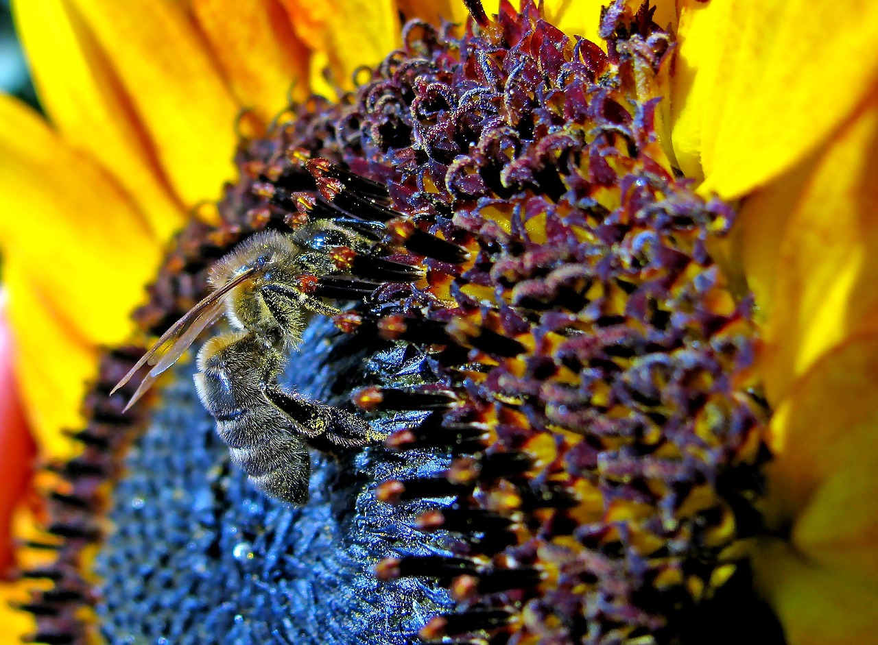 bee sunflower summer free photo