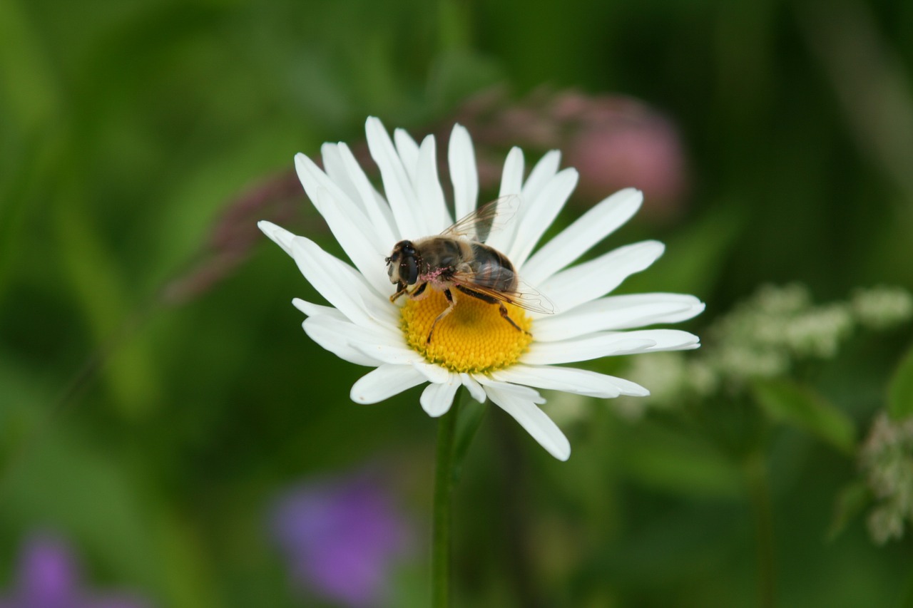 bee daisy flower free photo