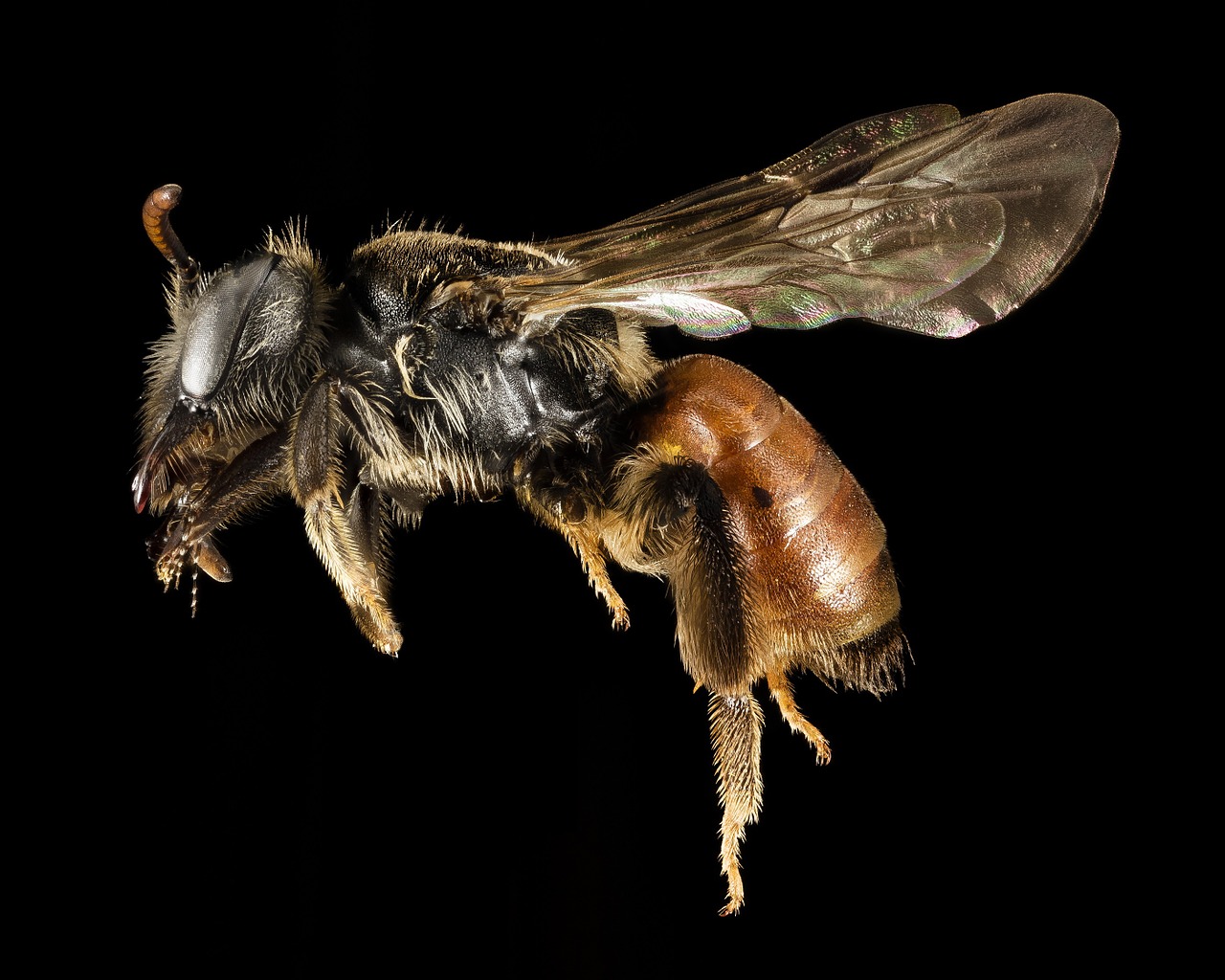 bee macro insect free photo