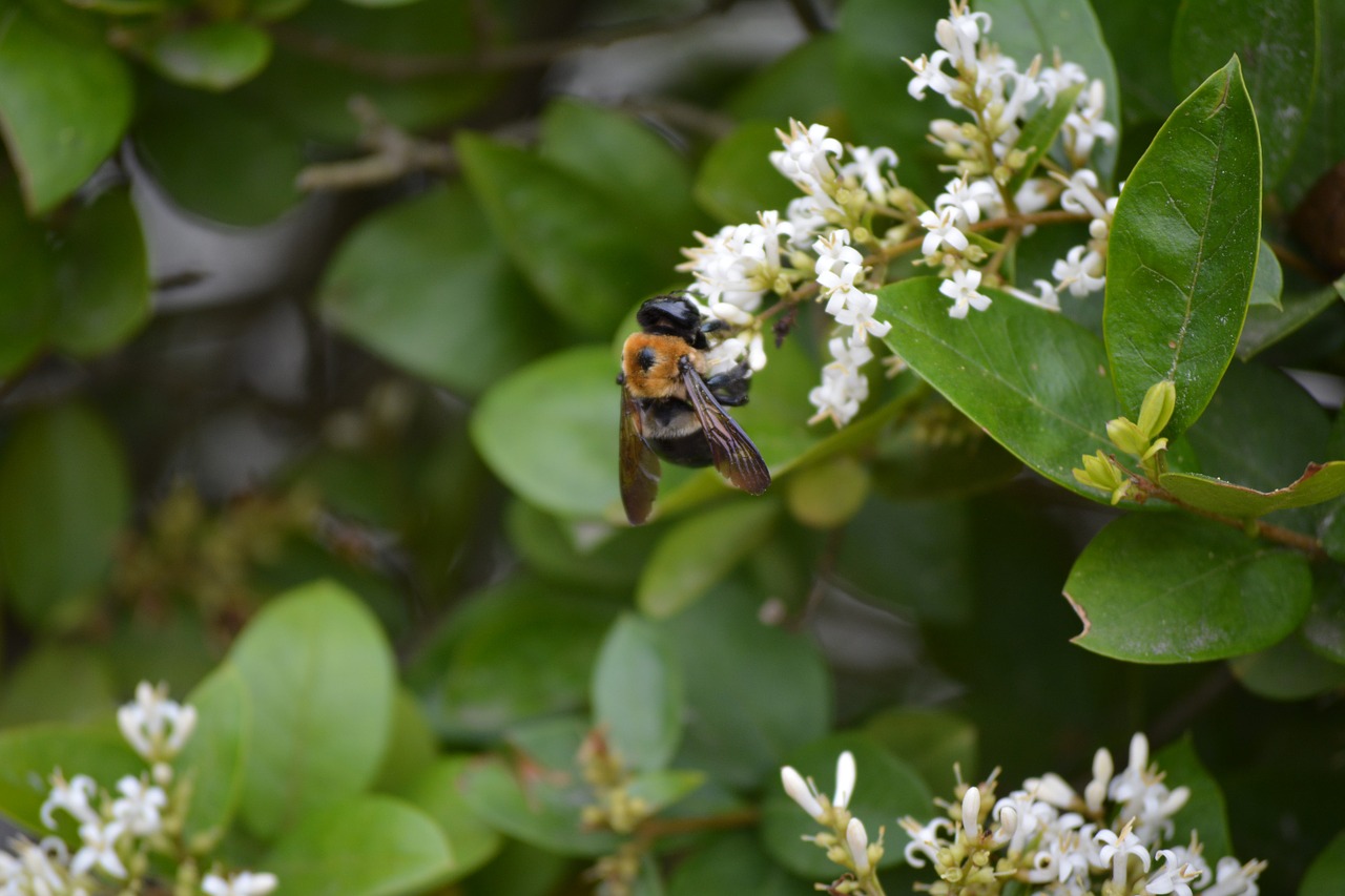 bee flower pollen free photo