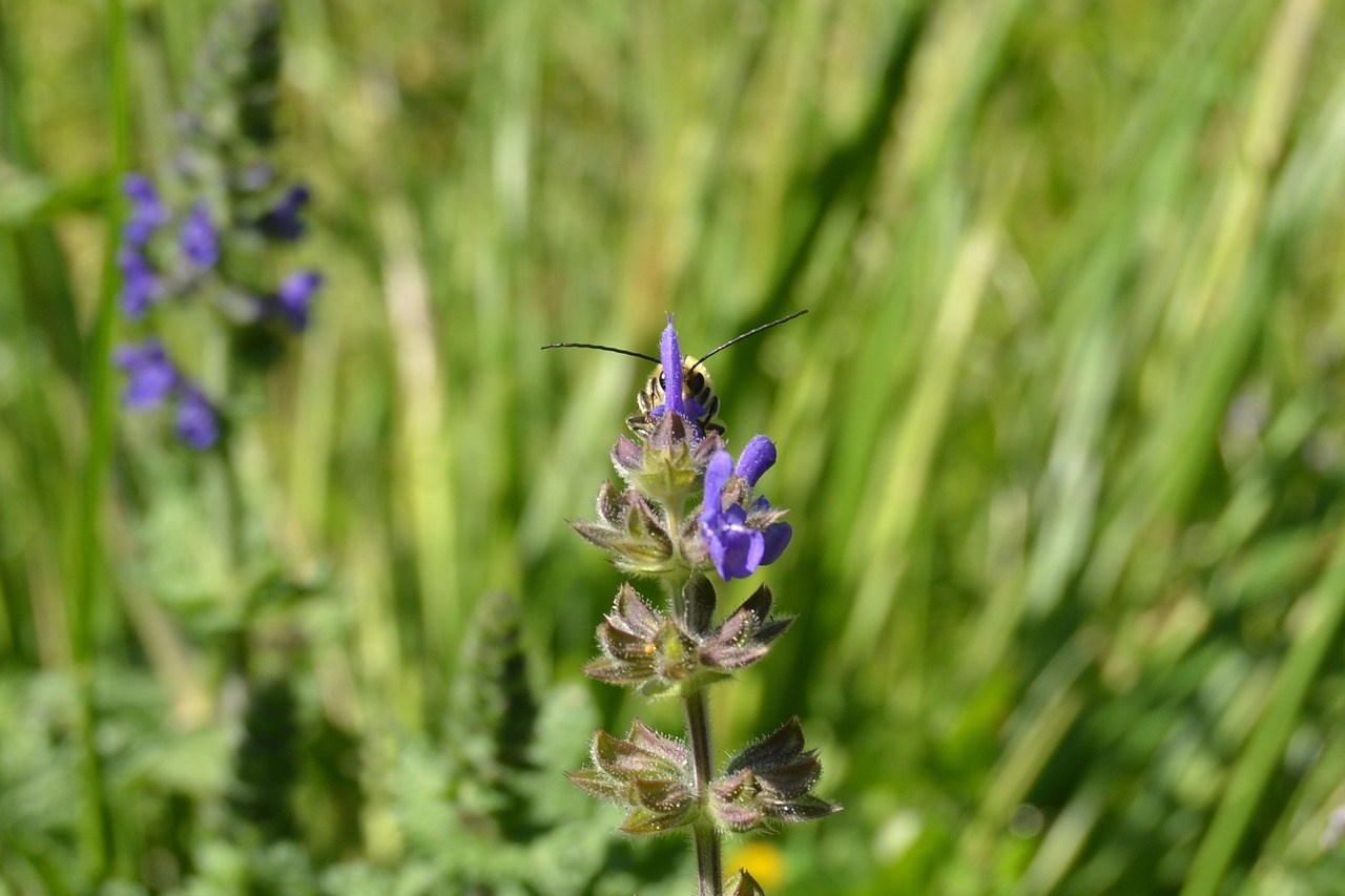 bee flower spring free photo