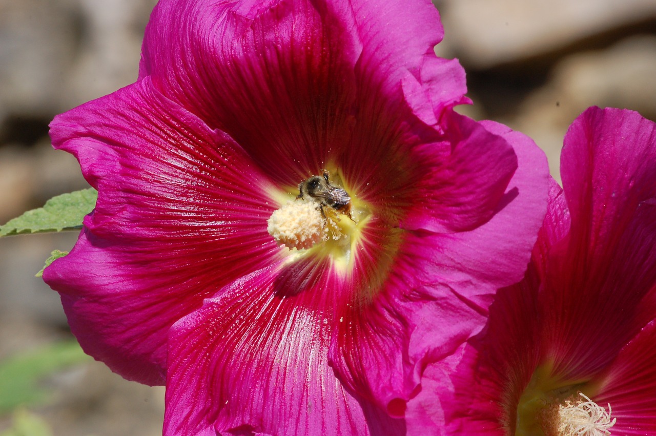 bee blossom bloom free photo