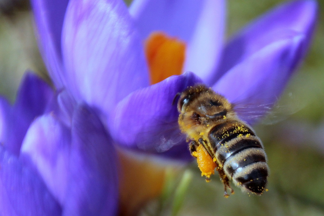 bee nectar fly free photo