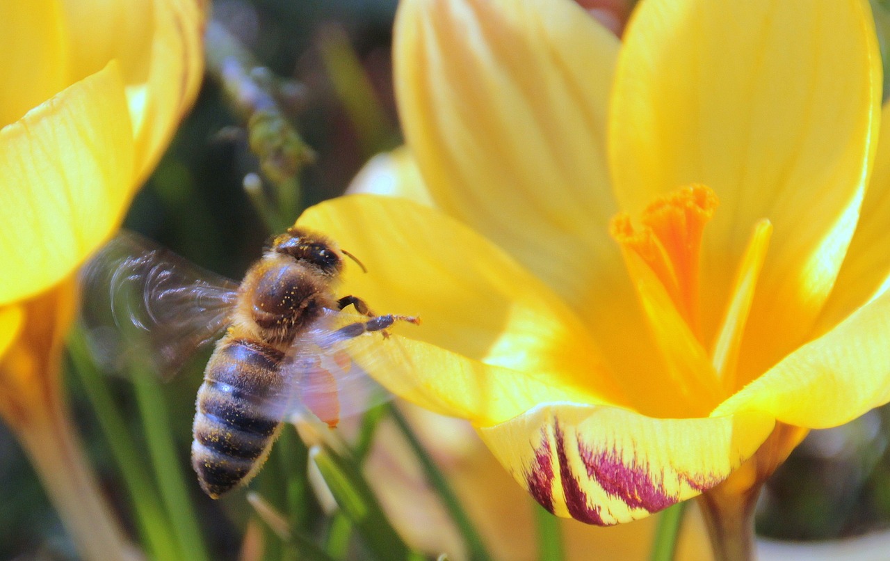 bee nectar fly free photo