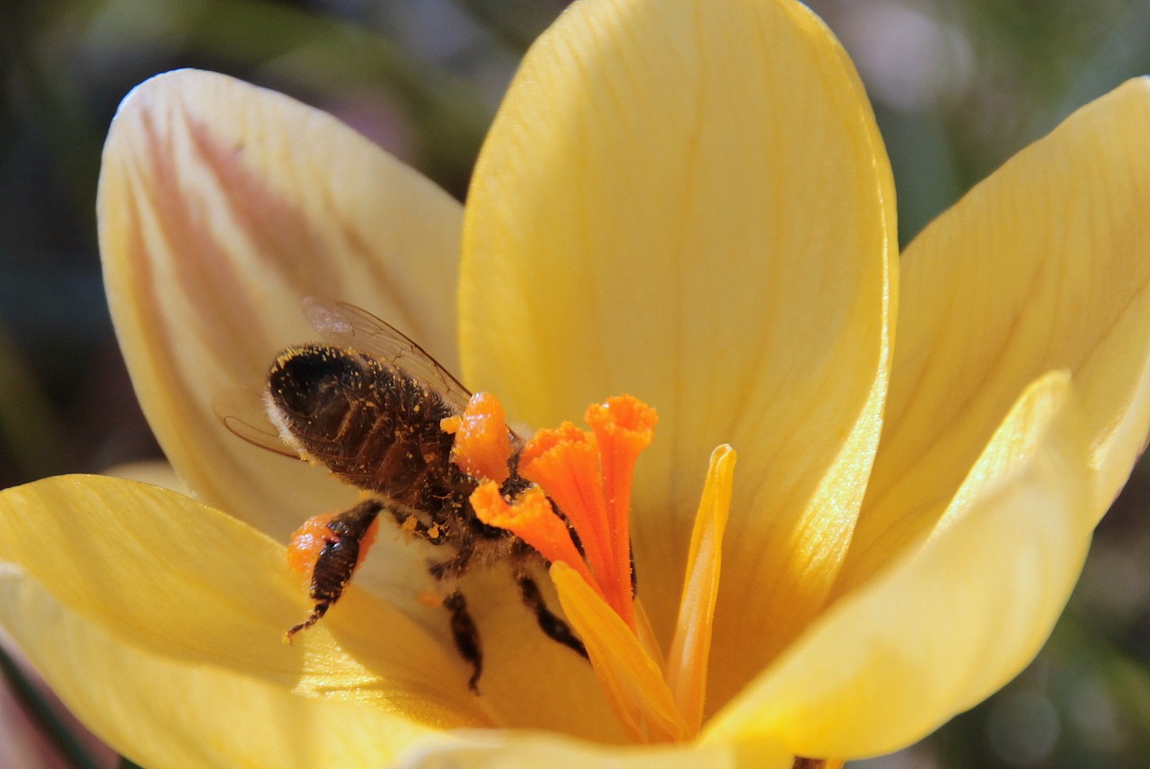 bee nectar fly free photo