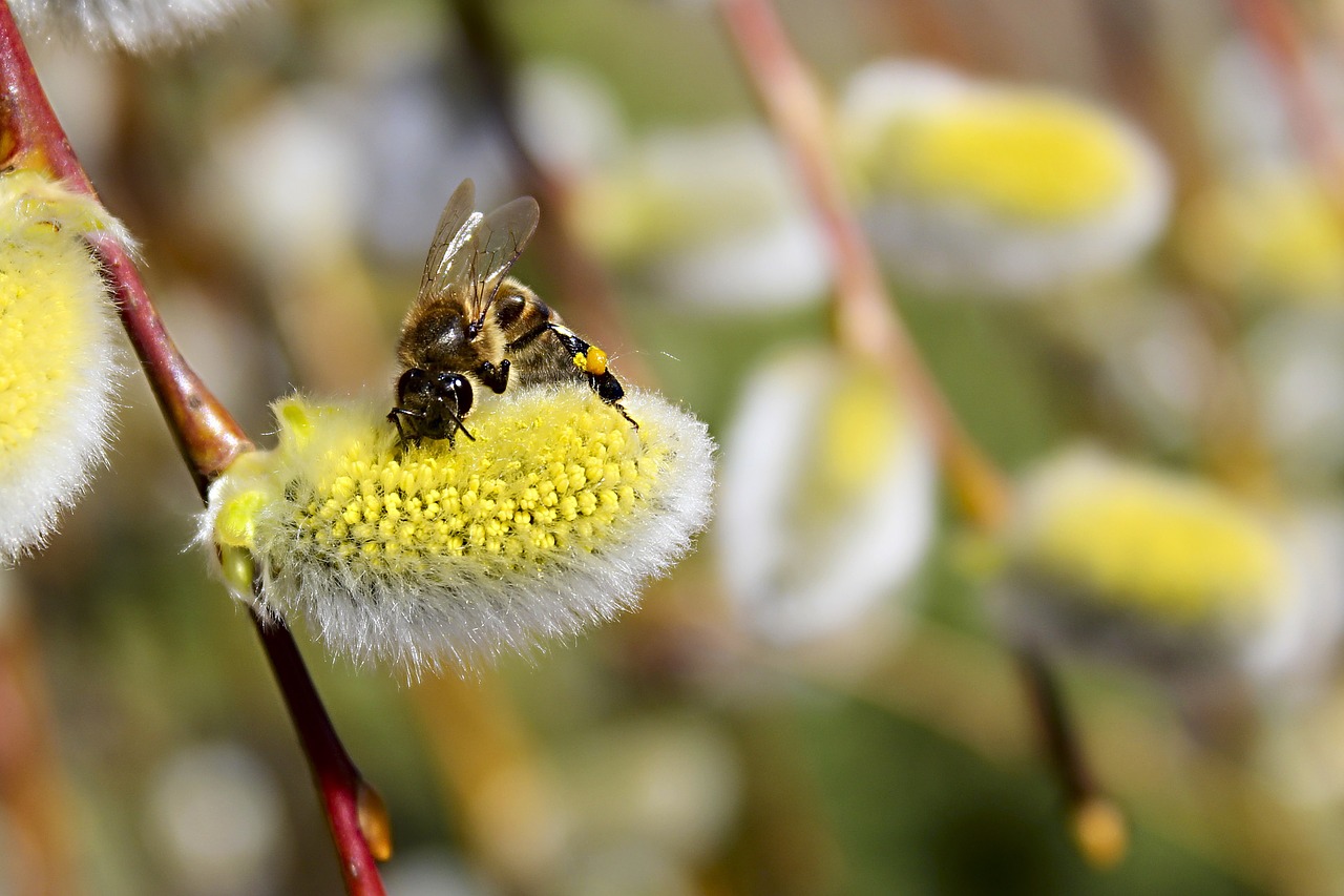 bee spring insect free photo