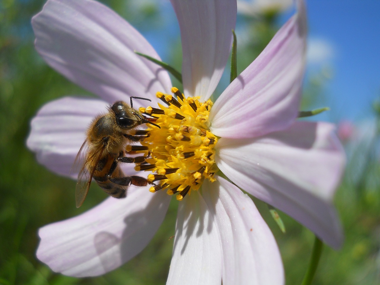 bee flowers summer free photo