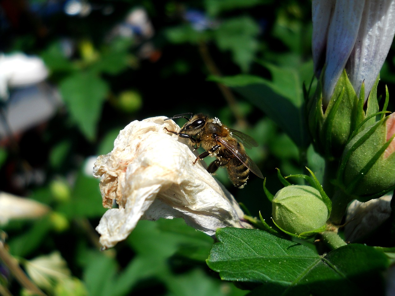 bee pollen nature free photo