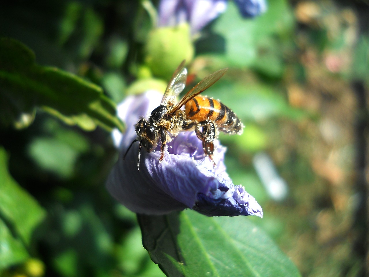 bee pollen insecta free photo