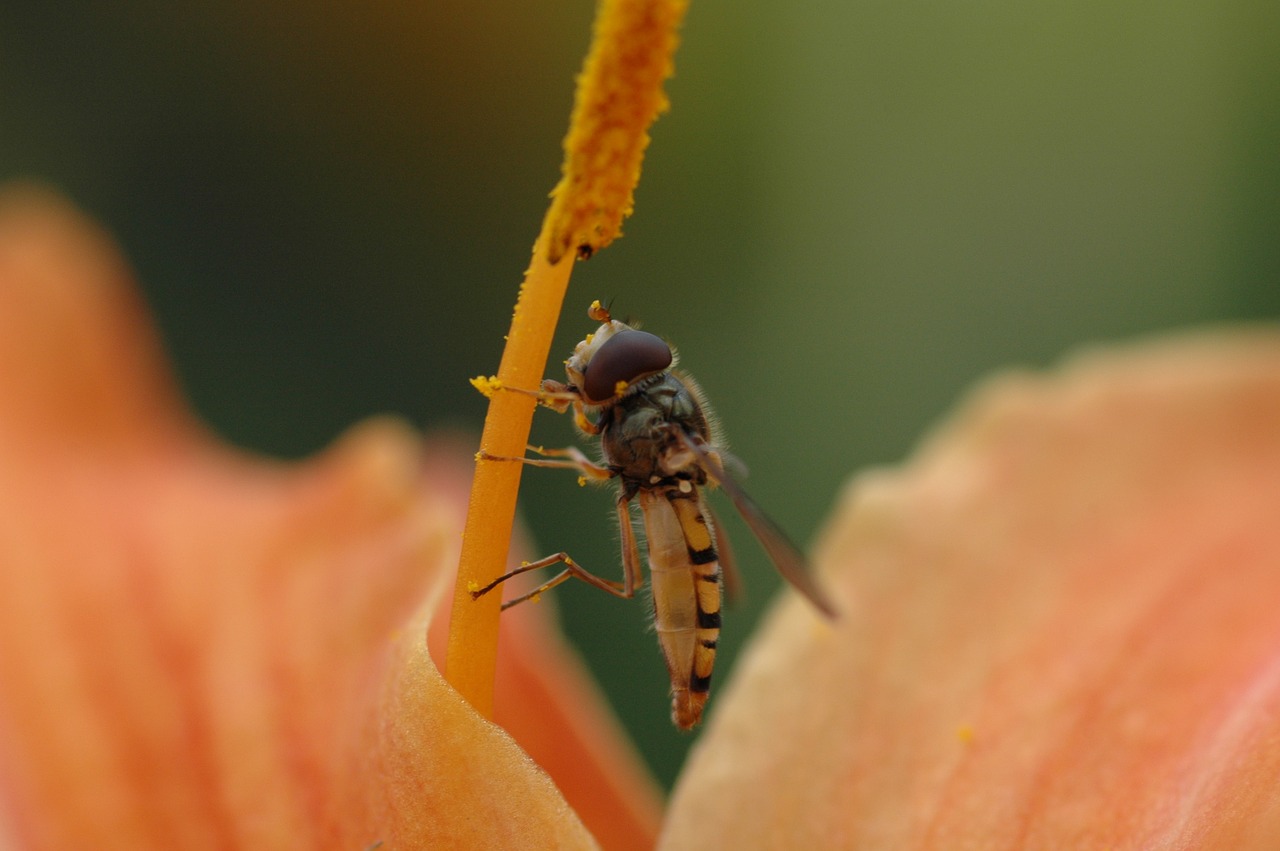 bee macro flower free photo