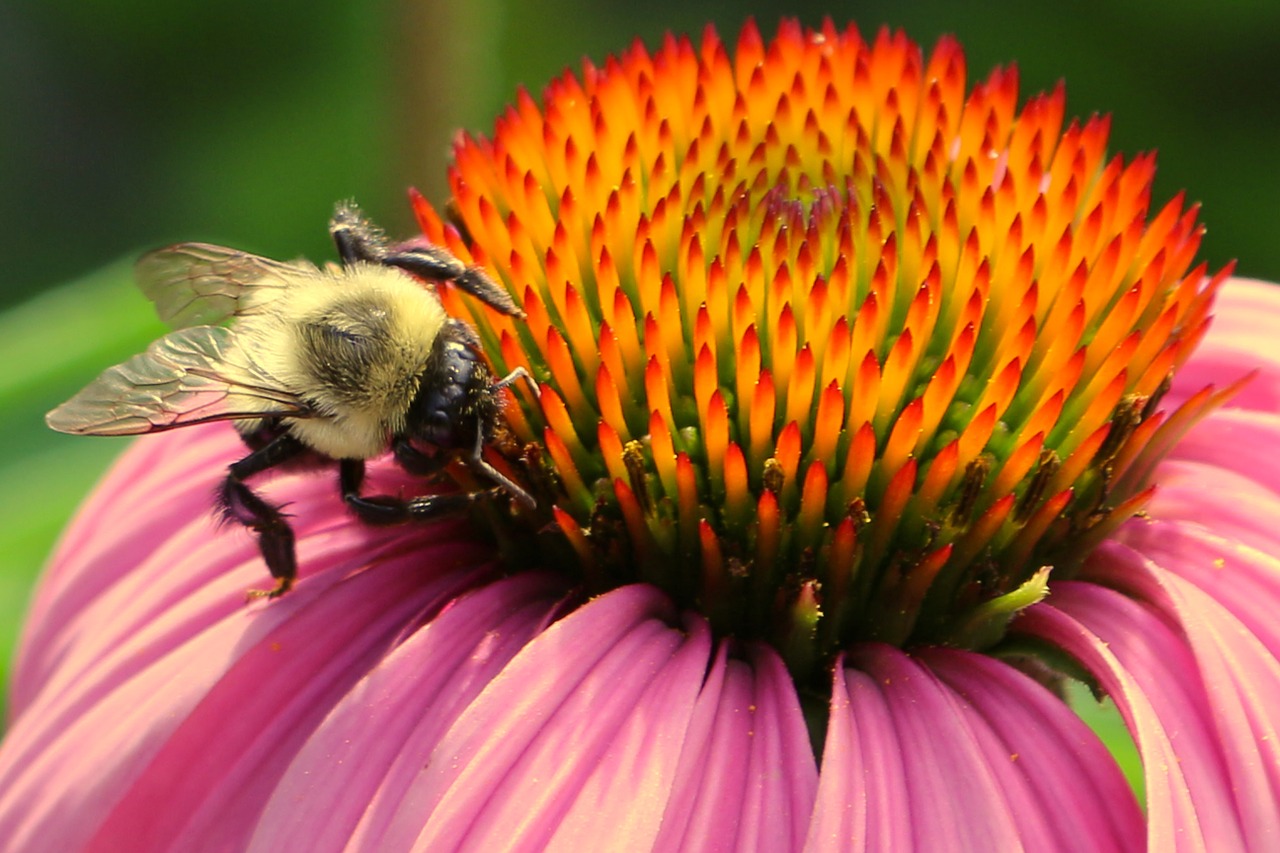 bee bee and flower pollen free photo