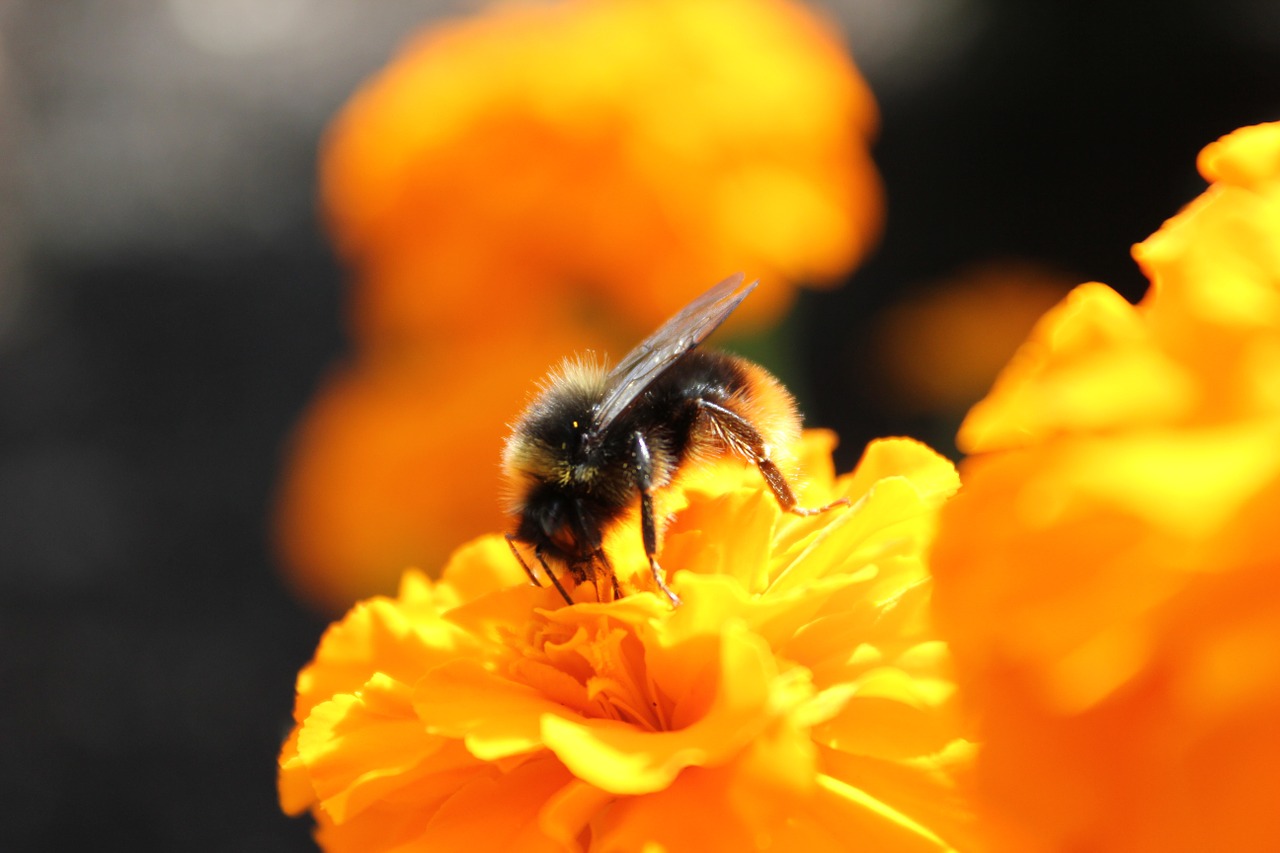 bee flower insect free photo