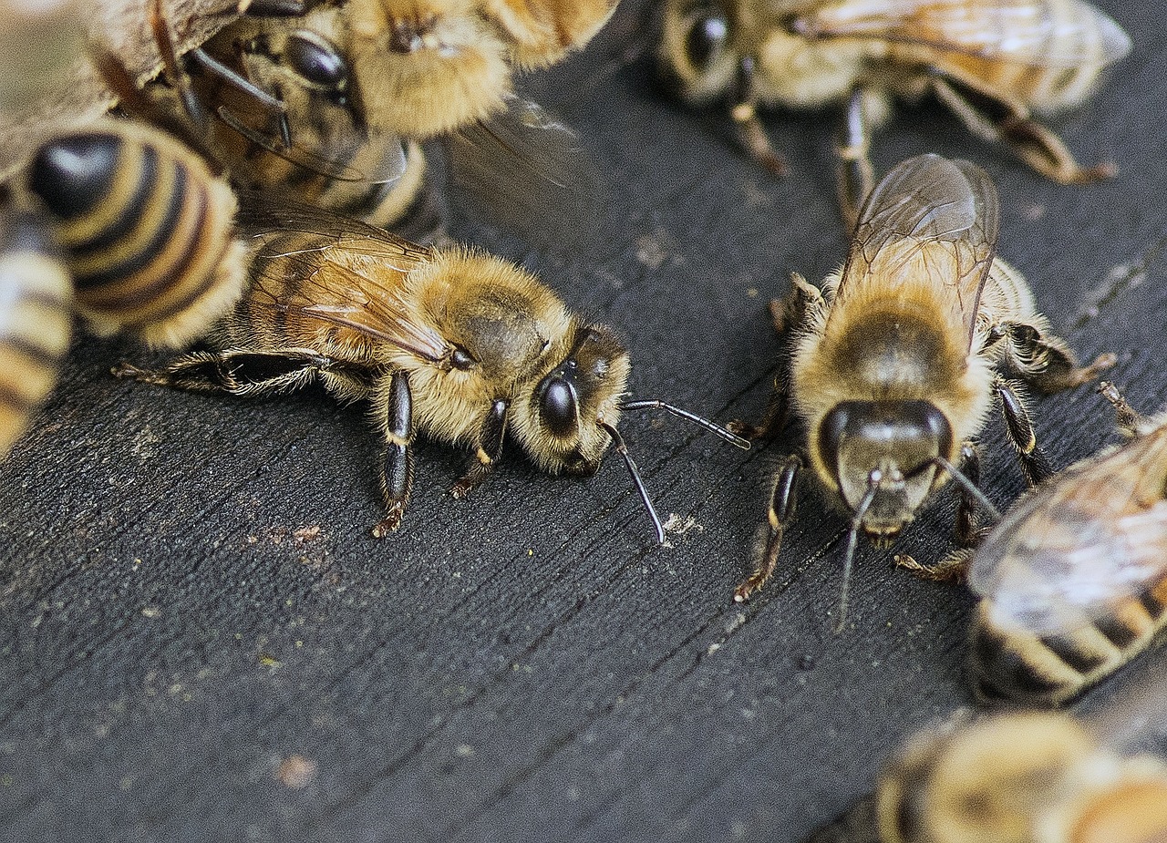 bee buzz honey free photo