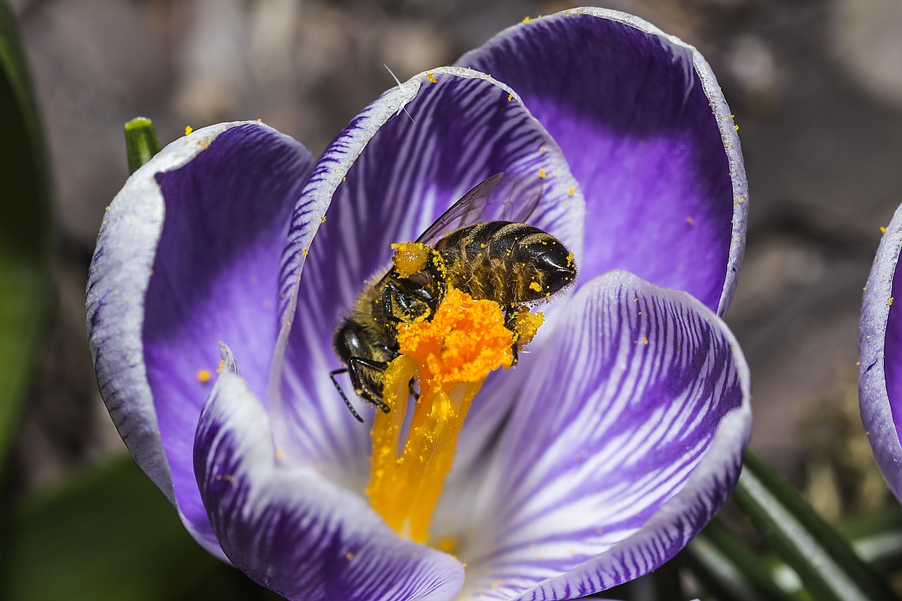 bee crocus spring free photo