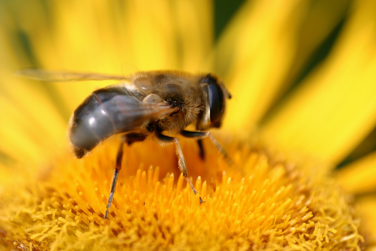 bee jo boonstra groningen free photo