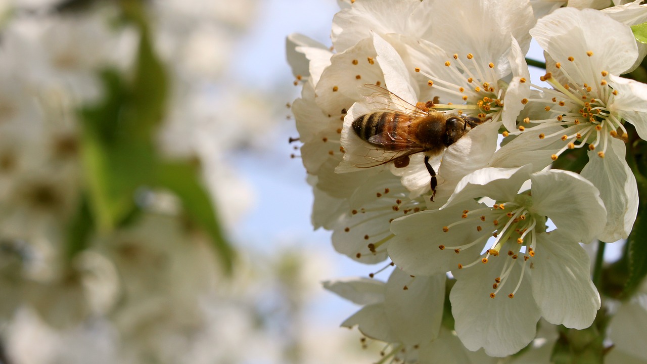 bee flower spring free photo