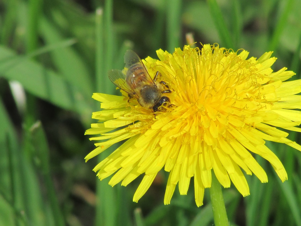 bee spring garden free photo