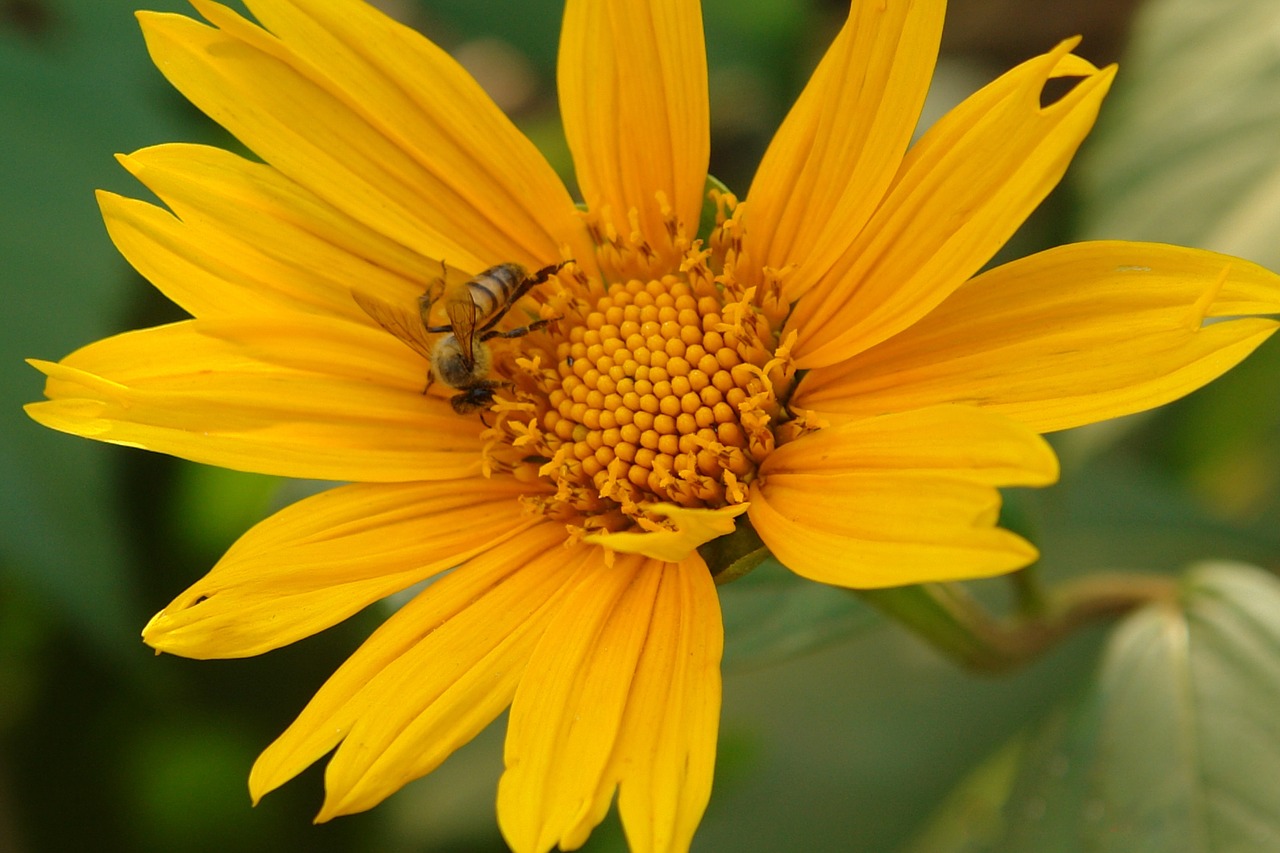 bee nectar sunflower free photo