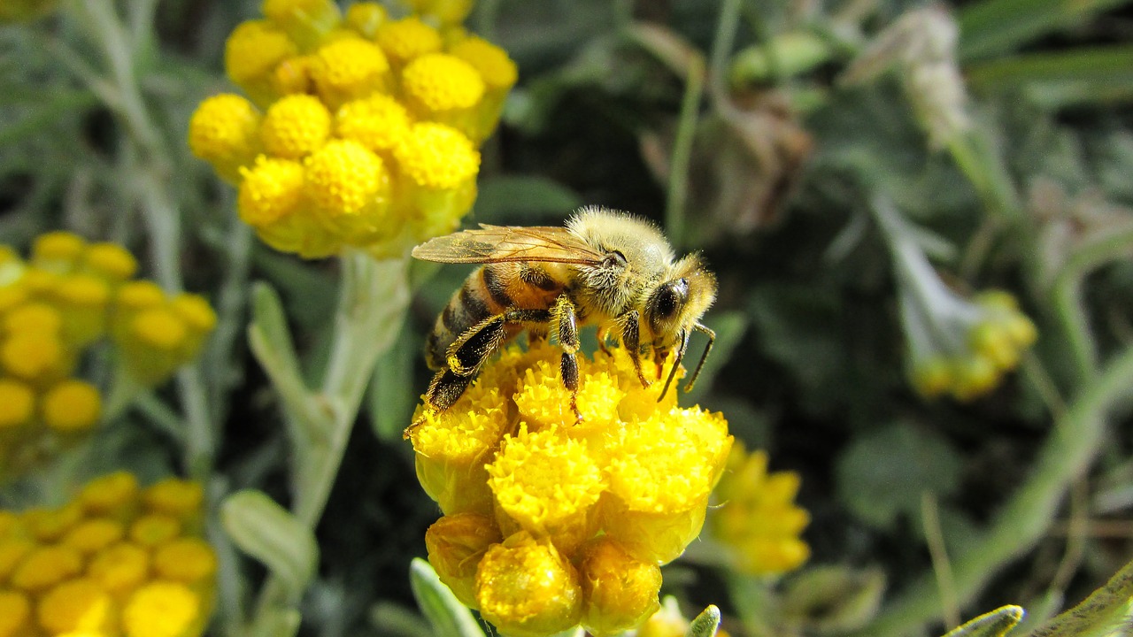 bee insect nature free photo