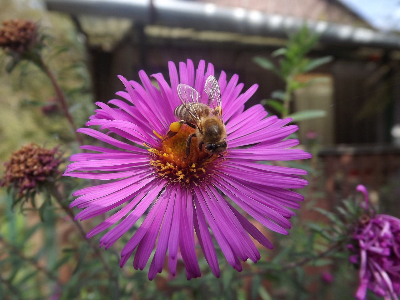 bee dusting nature free photo