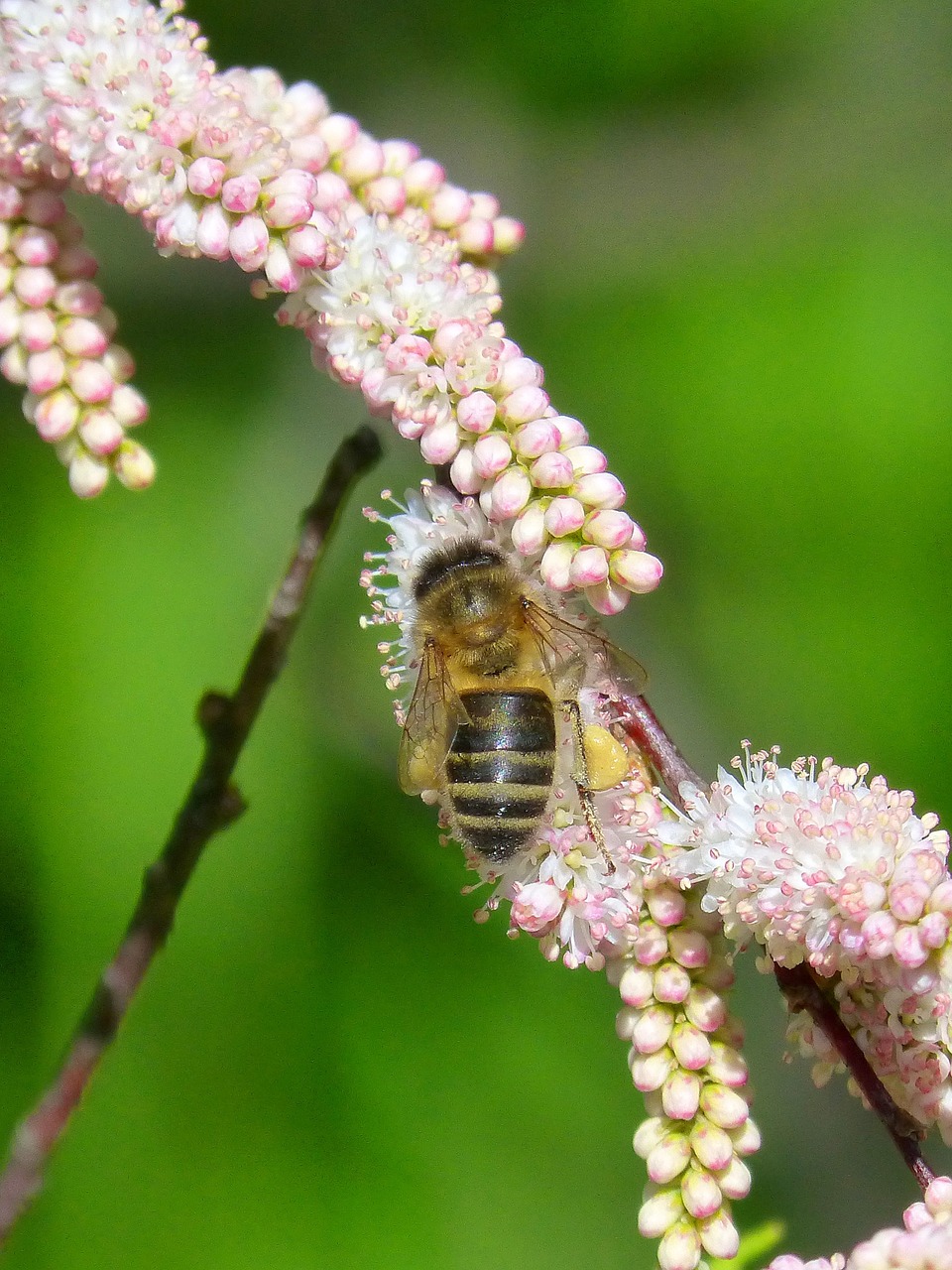 bee flowers libar free photo