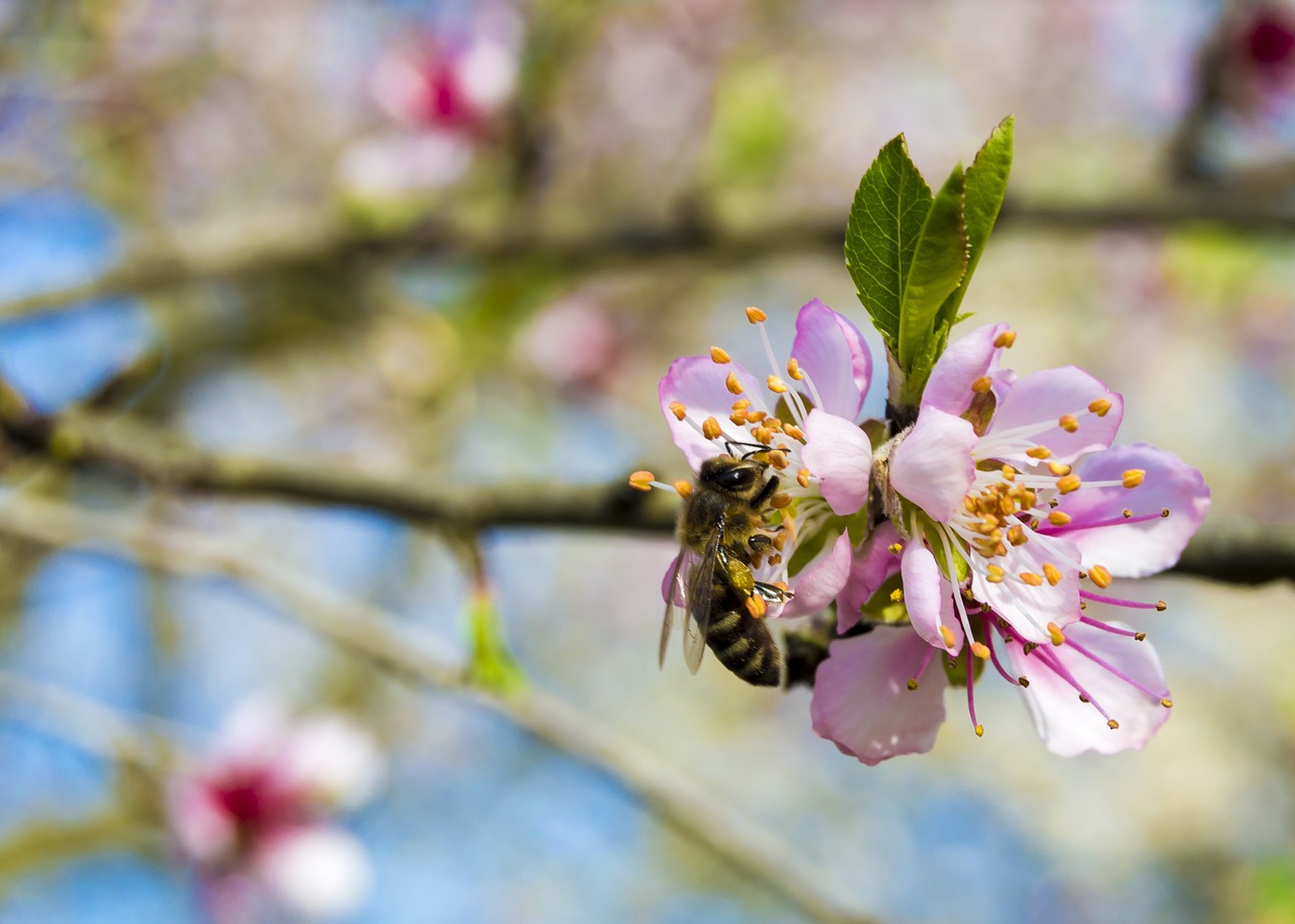 bee spring cherry free photo