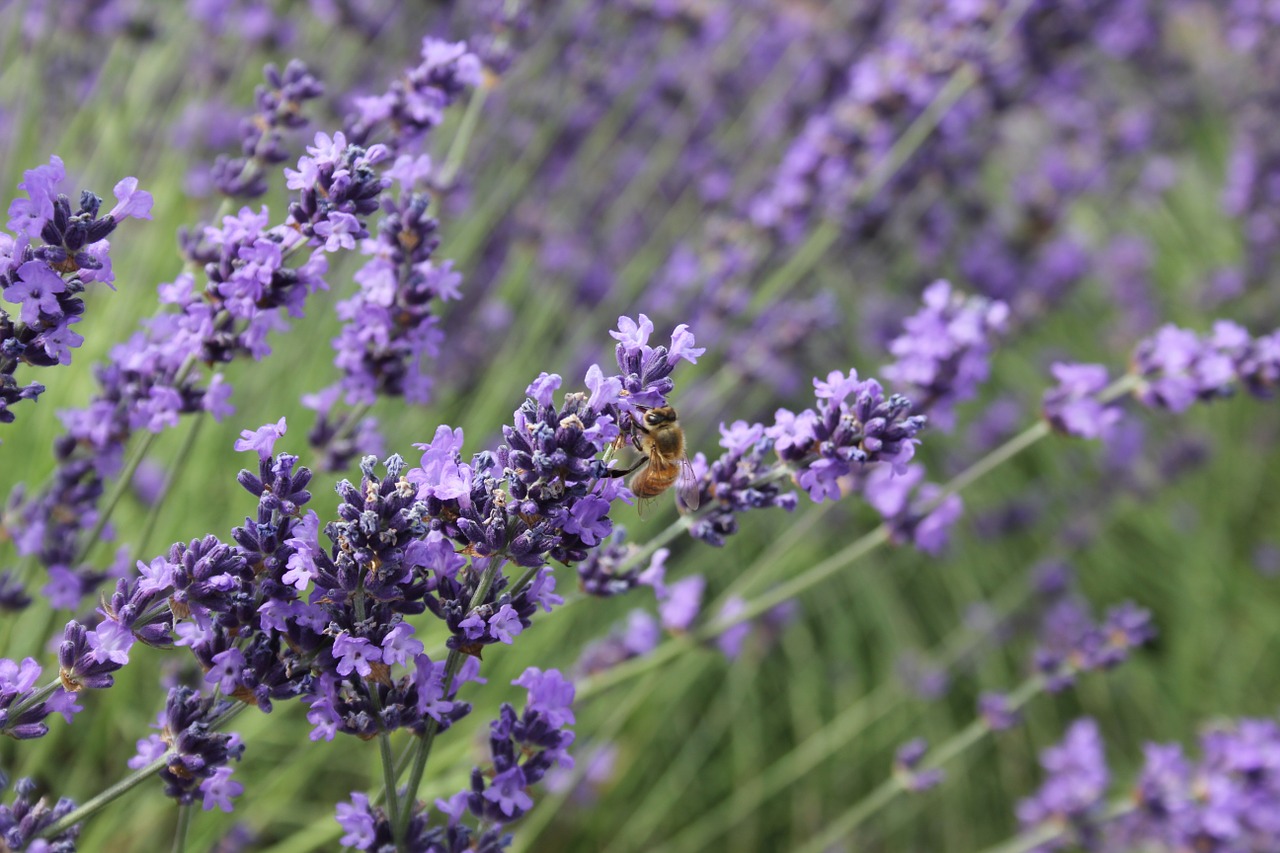 bee lavender oregon free photo