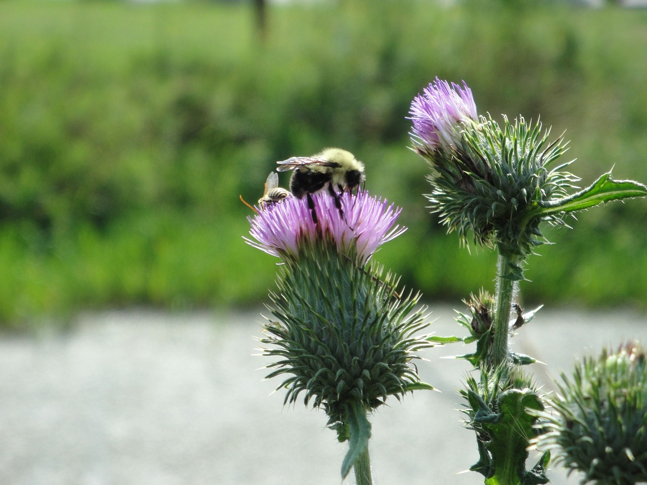 bee flower purple free photo