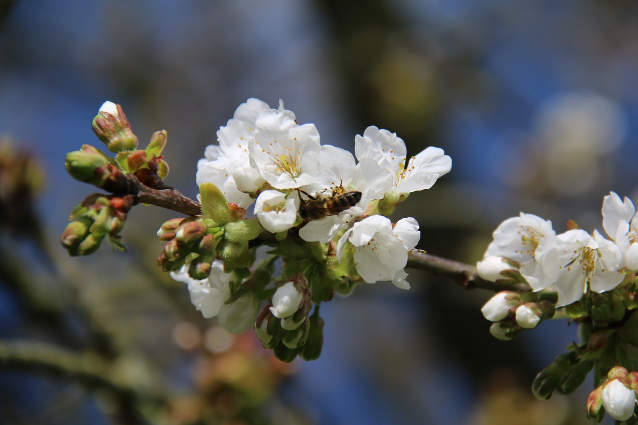 bee cherry tree free photo