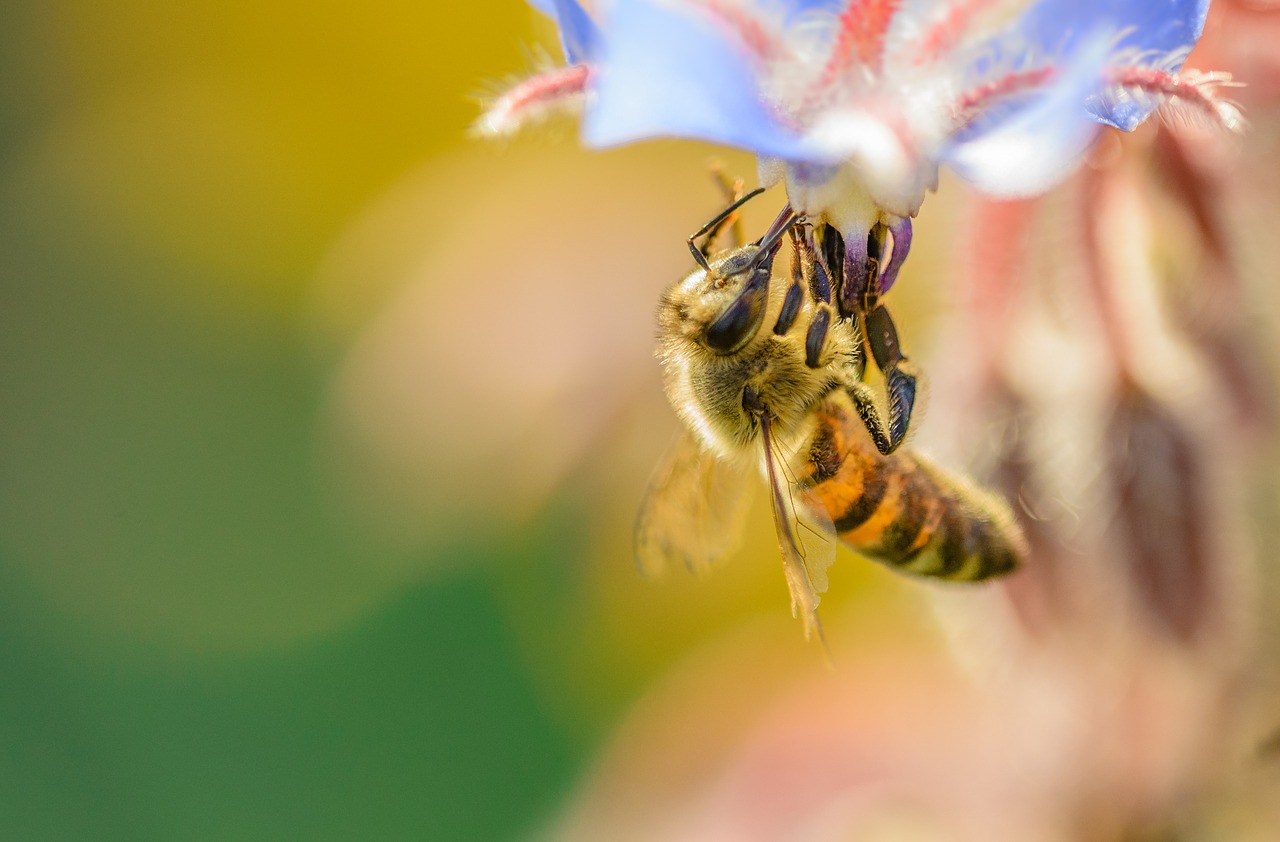 bee insect sunset free photo